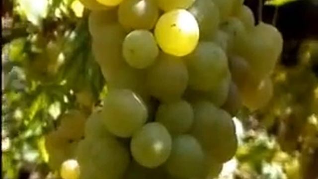 PANDUAN CARA MENINGKATKAN PANEN BUAH ANGGUR DENGAN PUPUK ORGANIK NASA 085643738667 PIN 2316B273 смотреть онлайн