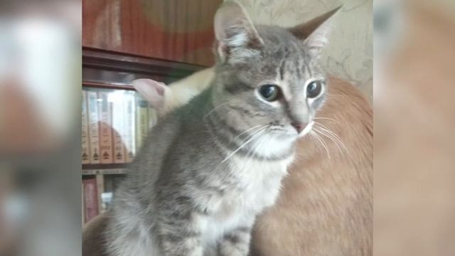 Это не кот, а просто Космос! Повезёт тому, кто станет его хозяином! смотреть онлайн