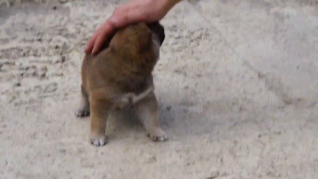 сиба ину смотреть онлайн