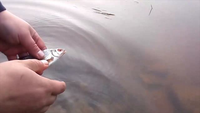 Сухона, спиннинг, фидер, рыбалка с друзьями! смотреть онлайн