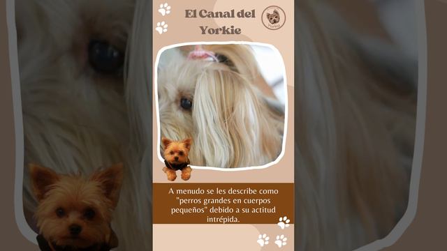 🔴 A menudo se les describe como perros grandes en cuerpos pequeños debido a su actitud intrépida смотреть онлайн