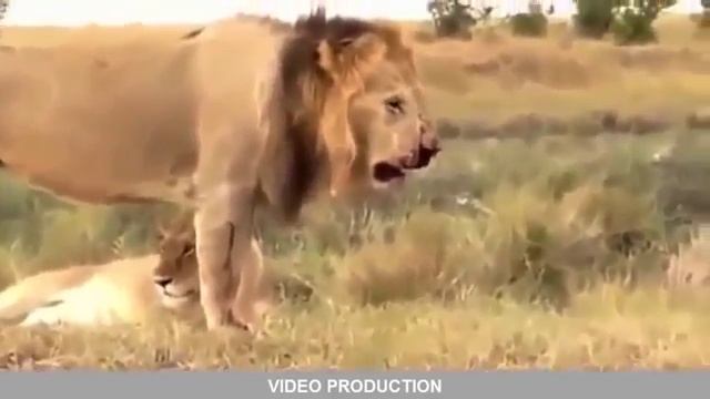 Самые Удивительные Диких Животных Нападает На Большой Битвы Животных Бороться Бегемот смотреть онлайн