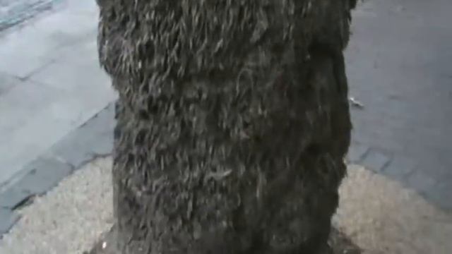 ИСПАНИЯ: Кора дерева... Лас-Пальмас... Канары Canarian Islands Spain смотреть онлайн