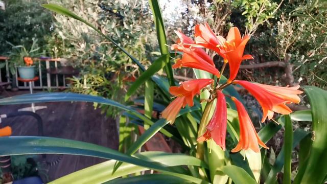 clivia miniata hybrid deep orange смотреть онлайн