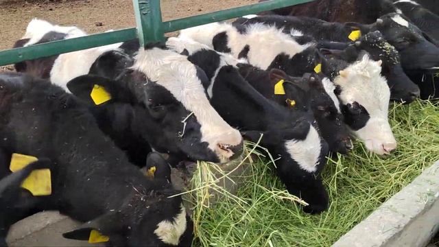 #как#кормим#скот#и#чем#кормим#лайка#касобхоиекатеринбург смотреть онлайн