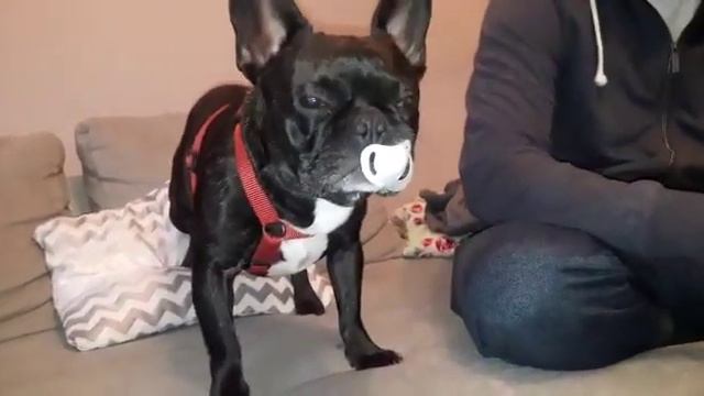 Французский бульдог любит пустышку Бени и пустышка