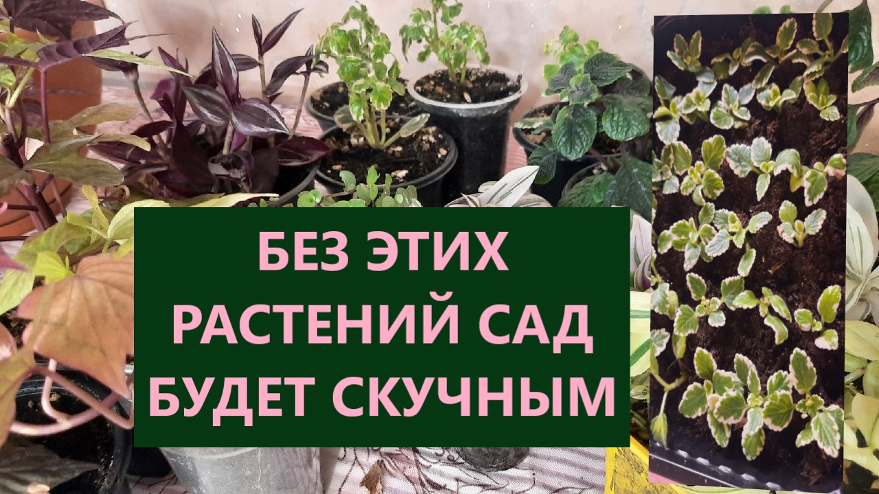 Каждый год сохраняю декоративно-лиственные растения для сада украшаю кашпо и делаю композиции. смотреть онлайн