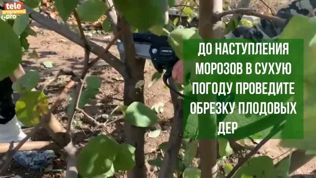 Готовим плодовые деревья к зиме смотреть онлайн