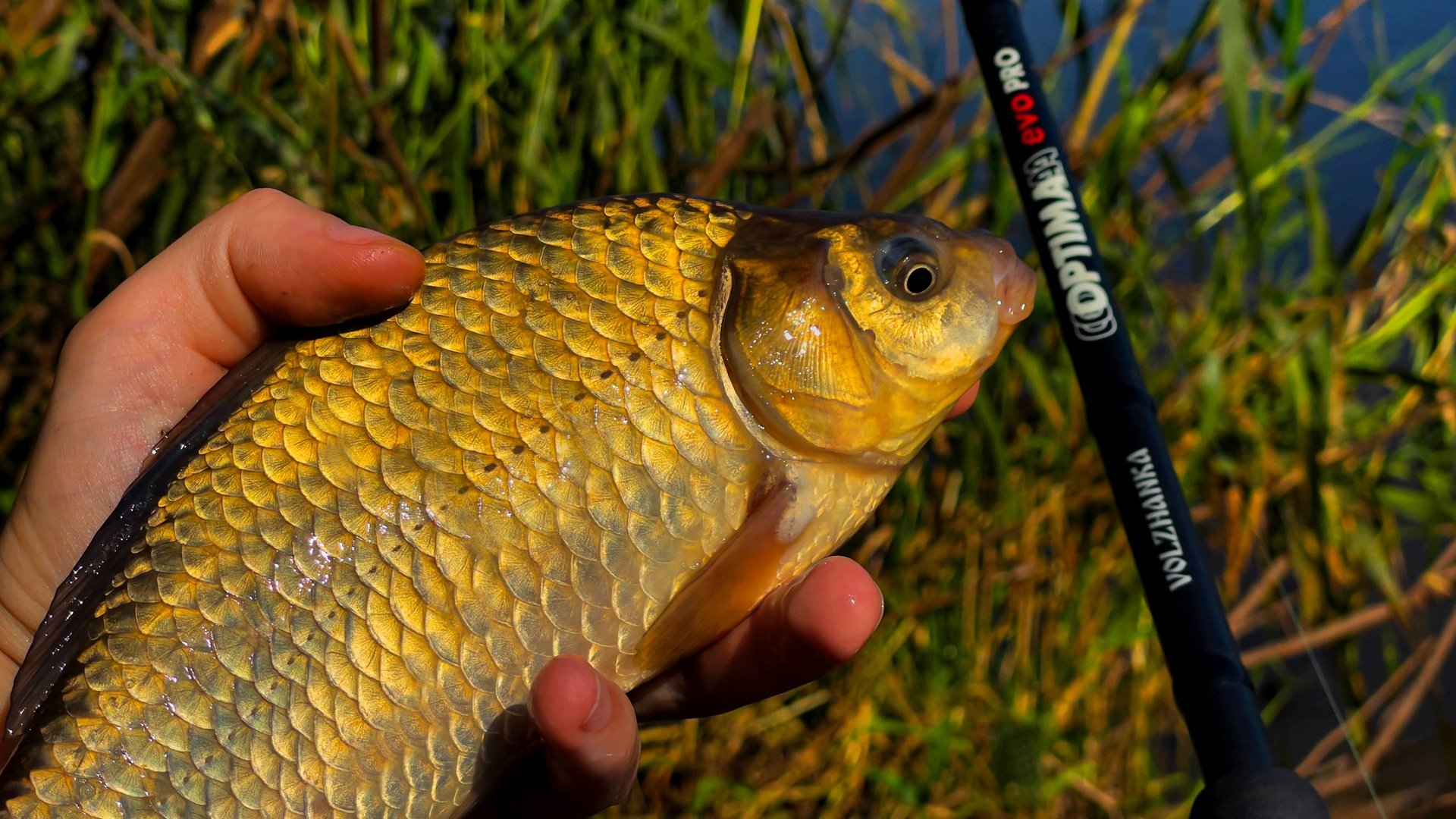 Удилище фидерное ВОЛЖАНКА Оптима Эво Про / Volzhanka Optima Evo Pro смотреть онлайн