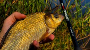 Удилище фидерное ВОЛЖАНКА Оптима Эво Про / Volzhanka Optima Evo Pro