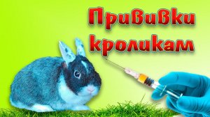 Прививки декоративным кроликам