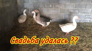 Получилось !! Что Делать если гусак выгнал гусыню из стада? Гусыню выгнали из стада