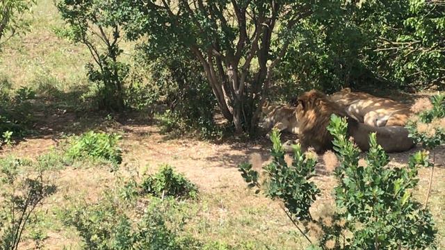 У Чука своенравная подружка! Тайган.Lioness dissatisfied with the lion. смотреть онлайн