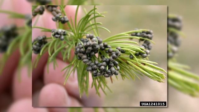 Сибирский шелкопряд (Dendrolimus sibiricus Tschetw.) смотреть онлайн