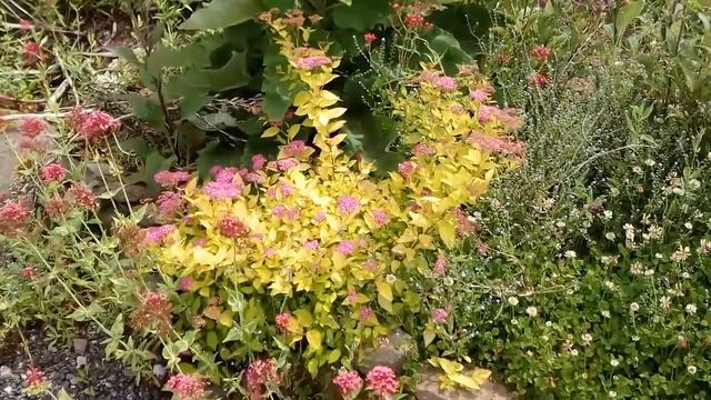 Spiraea golden princess смотреть онлайн
