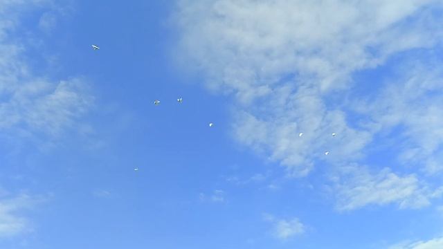 Бакинские голуби  &тренеровка молодых широкохвостых &???&2023