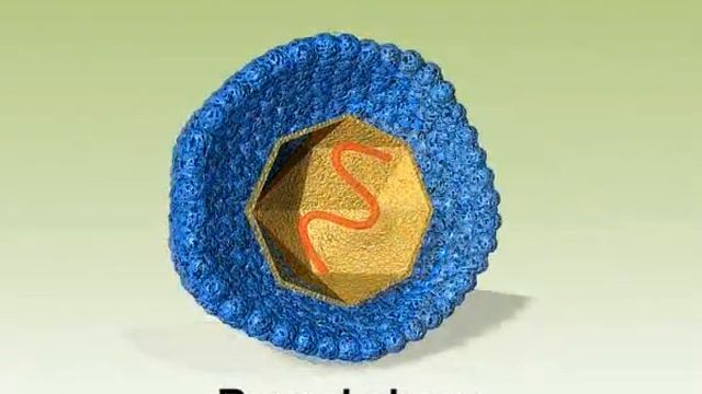 Biology c11 j 59 Viruses Viroids and Lichens 1 смотреть онлайн