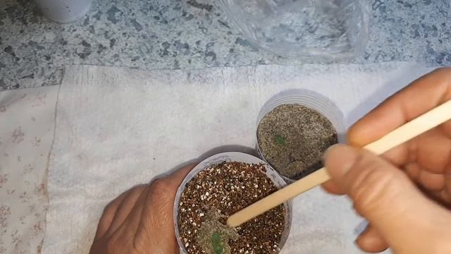 Глоксиния махровая! Пикировка из песка смотреть онлайн