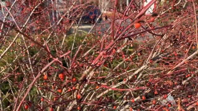 Euonymus alatus 'Compactus' télen смотреть онлайн