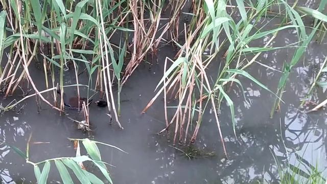 Болотная курочка с цыплятками смотреть онлайн