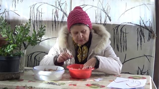 НОВИНКИ озимого лука. НЮАНСЫ посадки смотреть онлайн