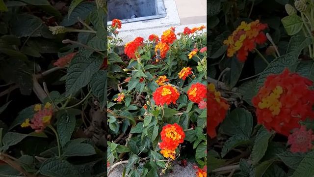 Бабочка Бражник Колибри