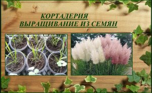Кортадерия (пампасная трава) - выращивание от посева семян до цветения