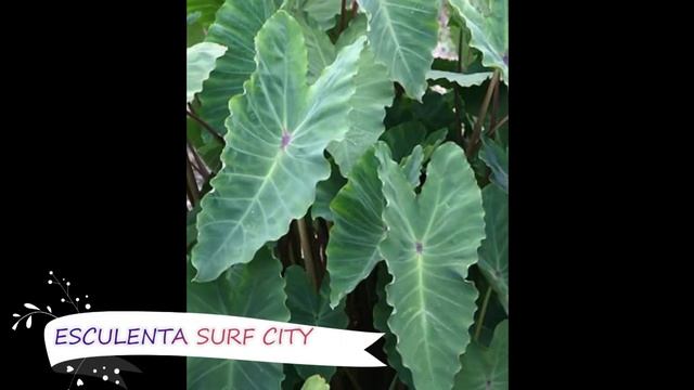 Colocasia Varieties / Elephant Ear / Plantify смотреть онлайн