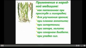 Пырей Лечебные свойства