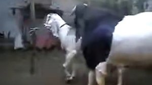 Спаривание Козлов - Wild Mating Goats