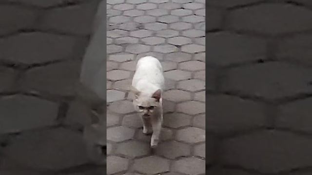 Как ходит беременная кошка смотреть онлайн