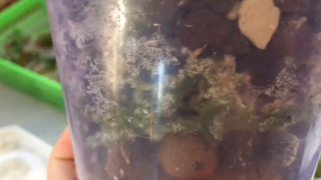 Что за Бяка завелась в орхидее? Help!