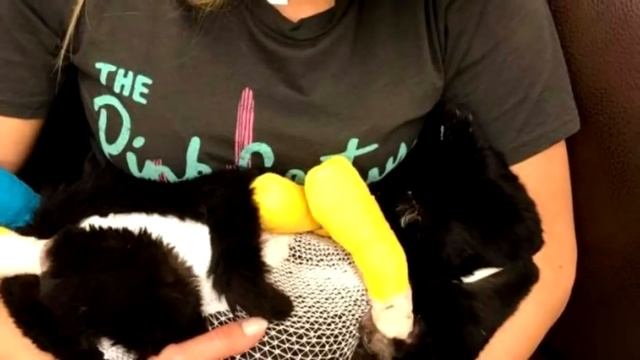 Девушки вернулись на пепелище, что бы спасти своего кота, то что они там обнаружили невероятно смотреть онлайн