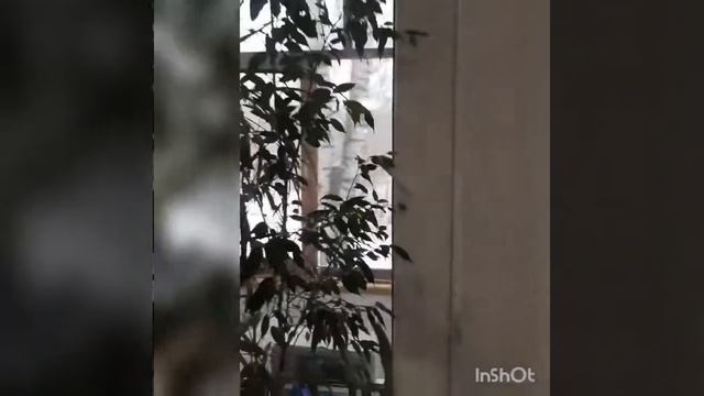 Продам 1 кк, ул. Пушкинская 239 смотреть онлайн