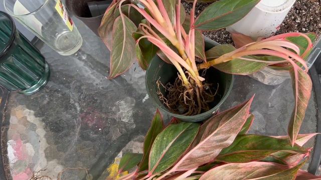 Aglaonema Red Siam Emergency Repot | Rescuing From Death Trap Baskets and Creepy Crawlies😬 смотреть онлайн
