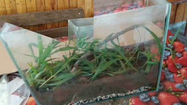 Делаем террариум для паука смотреть онлайн