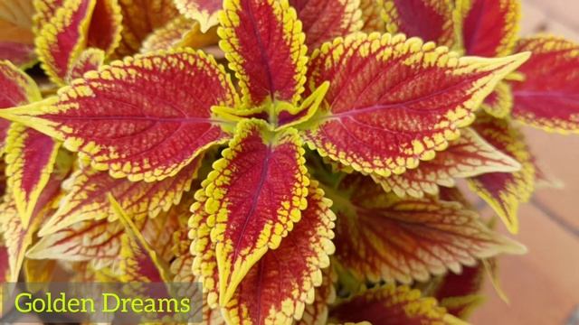 Coleus|Buntnessel|Обзор коллекции колеусов в августе|Часть 1 смотреть онлайн