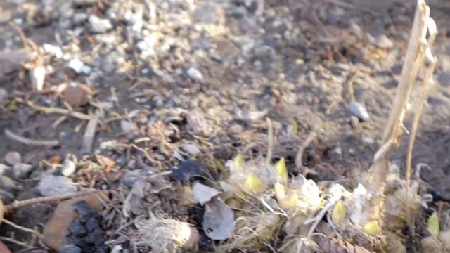 ОБЖАРИВАЮ, потом готовлю вкусный суп который сводит с ума! Охотничий суп в казане смотреть онлайн