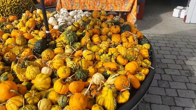 Осень в Швейцарии. Тыквенное изобилие. Собираем урожай. смотреть онлайн