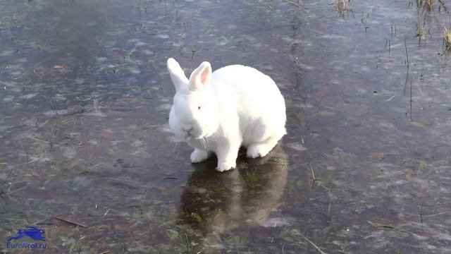 Новозеландский белый кролик смотреть онлайн