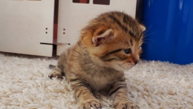 Котенок открывает глаза Умилительный процесс! смотреть онлайн