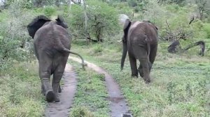 африканский слон elefant