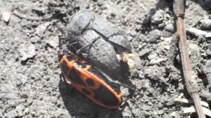 жуки - солдатики, клоп - солдатик ( Firebug ) поедает жука точильщика Anobiidae макросъёмка