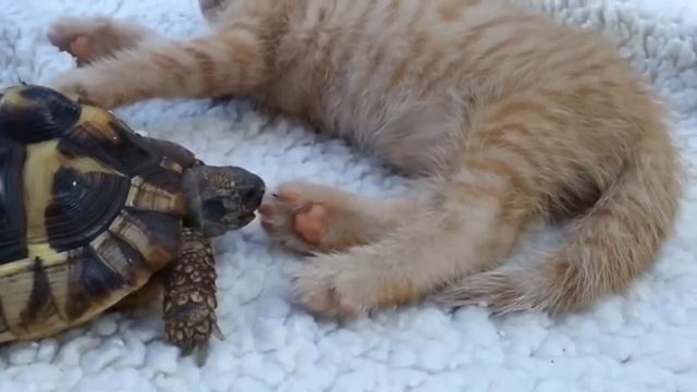 Черепаха ест кота я ржал XD смотреть онлайн