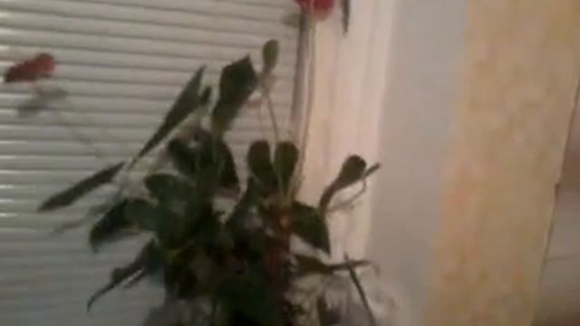 Ficus flower fertility смотреть онлайн