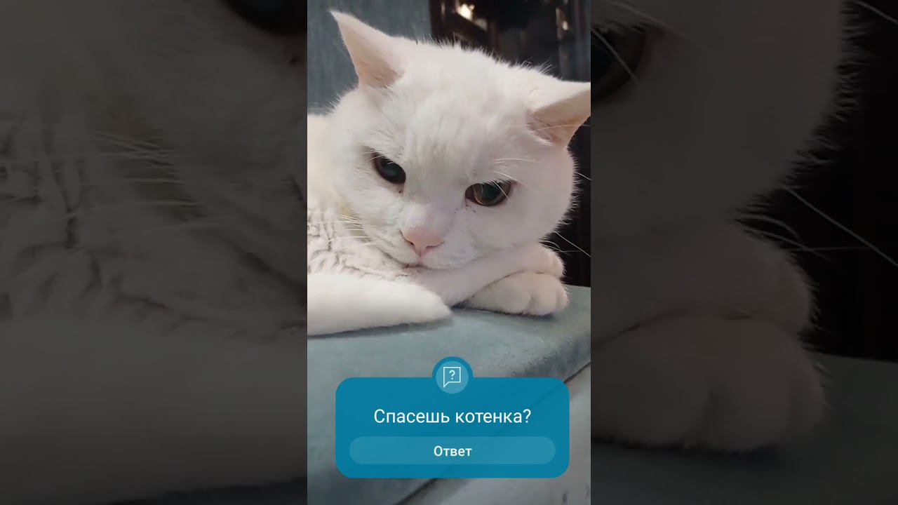 Спасешь котенка? #Shorts смотреть онлайн