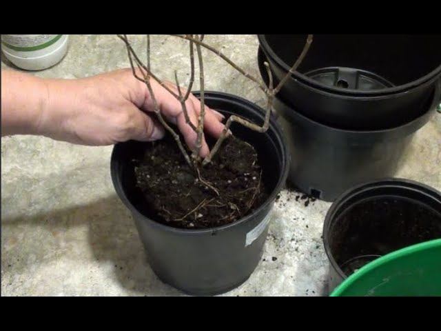 Пересадка метельчатой гортензии в горшок большего размера. Какой готовлю грунт, удобрения и обрезка. смотреть онлайн