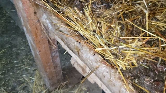 Тонкости при выращивании червей для рыбалки на реализацию. смотреть онлайн