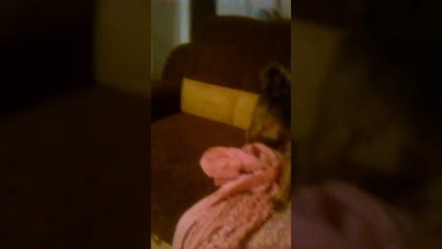 Хорек охотится на собаку смотреть онлайн