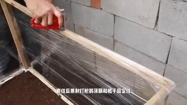 沙漠玫瑰盆景艺术，独特的玫瑰，独一无二的爱意 смотреть онлайн